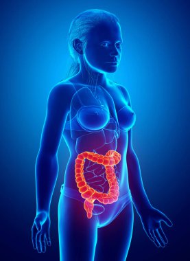 Kalın bağırsak anatomisinin 3 boyutlu, tıbben doğru bir çizimi.