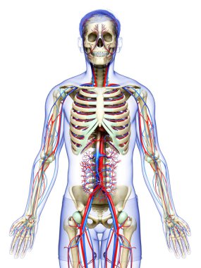3D, erkek dolaşım ve iskelet sisteminin tıbben doğru çizimi.