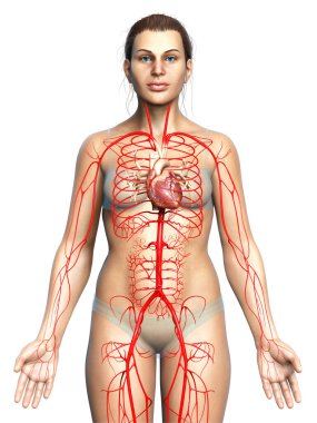 Dişi atardamarların tıbben doğru çizimi 3D