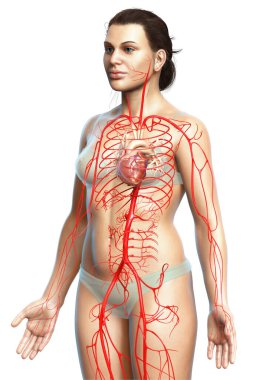 Dişi atardamarların tıbben doğru çizimi 3D