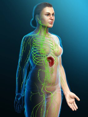 3D, tıbbi olarak bir kadın lenf sisteminin doğru bir çizimi.