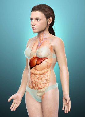 3 boyutlu, genç kız ciğer anatomisinin tıbben doğru bir çizimi.