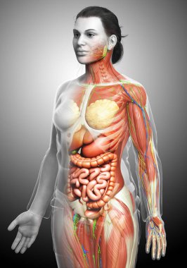 3D, tıbbi olarak kadın anatomisini doğruluyor.