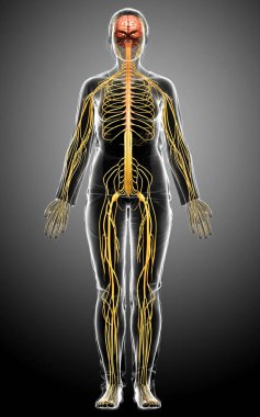 3D, tıbbi olarak bir kadın sinir sisteminin doğru bir örneği.
