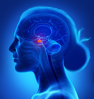 3 boyutlu bir kadın beyin anatomisi çizimi. Acınası GLAND - enine kesit