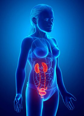 3 boyutlu, tıbbi olarak genç kızın böbrek anatomisini gösteriyor.