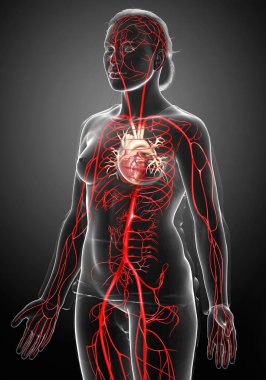 Dişi atardamarların tıbben doğru çizimi 3D