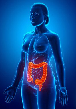 3D, tıbbi olarak kadın kalın bağırsak anatomisini gösteriyor.