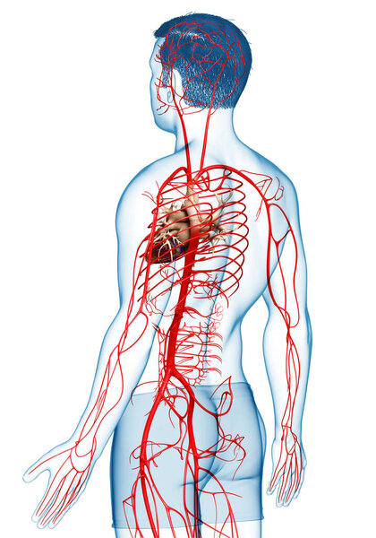 3d оказана медицинская точная иллюстрация мужских артерий
