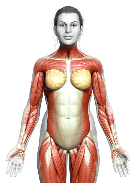 Renderizado Ilustración Médicamente Precisa Sistema Muscular Femenino — Foto de Stock