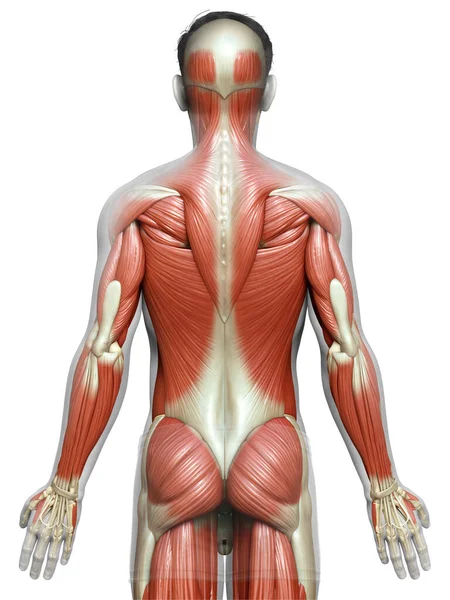 Оказана Медицинская Точная Иллюстрация Мужской Мышечной Системы — стоковое фото