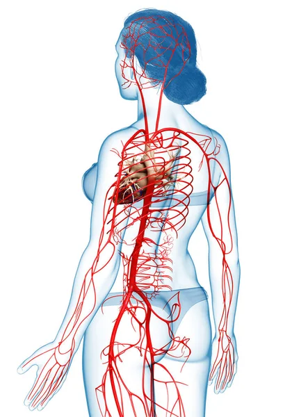 의학적으로 동맥에 묘사를 — 스톡 사진