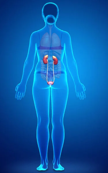 Rendered Medically Accurate Illustration Female Kidneys — Stock Photo, Image