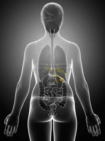 Renderizado Medicamente Ilustração Precisa Órgãos Femininos Anatomia Vesícula Biliar — Fotografia de Stock