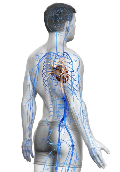 3D对男性静脉解剖进行了精确的医学描述 — 图库照片