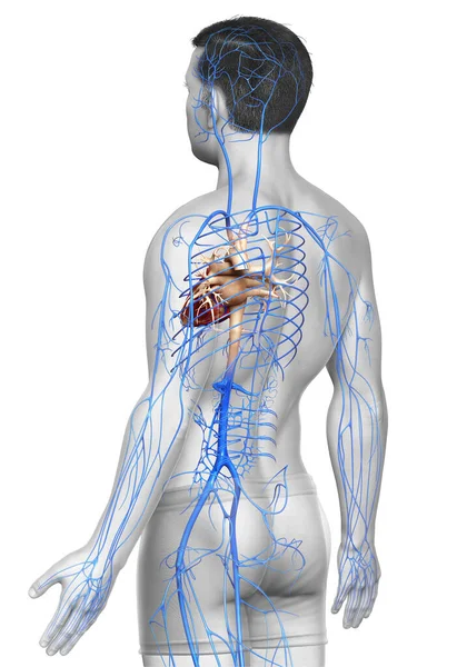 3Dは男性の静脈解剖学の医学的に正確なイラストをレンダリングしました — ストック写真