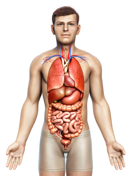 Medisch Nauwkeurige Illustratie Van Mannelijke Inwendige Organen — Stockfoto