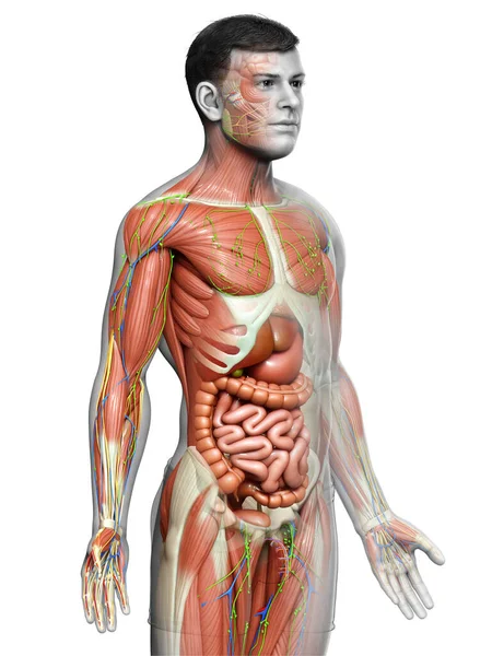 Resi Medicalmente Accurati Dell Anatomia Maschile — Foto Stock