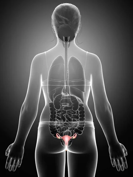 Gjorde Medicinskt Korrekt Illustration Kvinnlig Livmoder Anatomi — Stockfoto