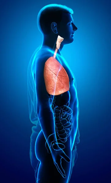 Weergegeven Medisch Nauwkeurige Illustratie Van Een Mannelijke Long Anatomie — Stockfoto