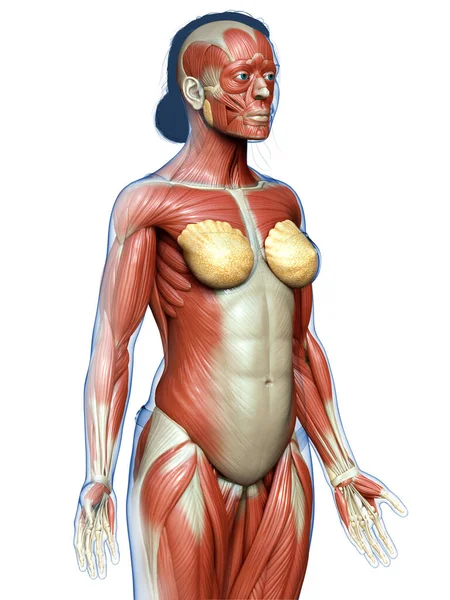 Gerenderte Medizinisch Genaue Darstellung Eines Weiblichen Muskelsystems — Stockfoto