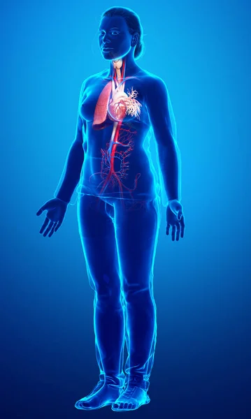 Renderizado Ilustración Médicamente Precisa Una Anatomía Pulmonar Femenina — Foto de Stock