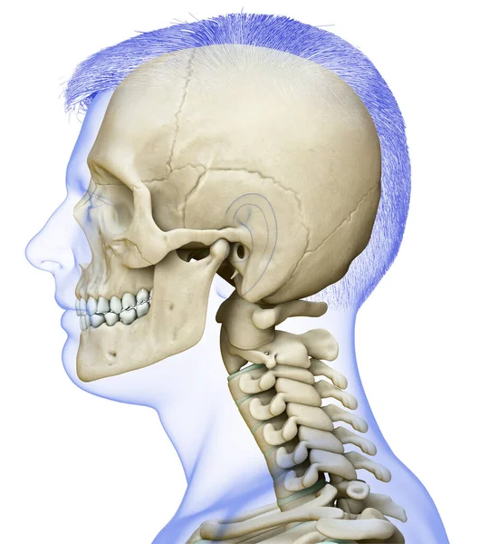 Boyutlu Tıbben Doğru Erkek Kafatası Boyun Anatomisi — Stok fotoğraf