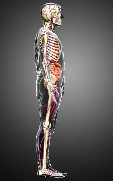 Renderizado Ilustração Medicamente Precisa Órgãos Internos Masculinos Esqueleto Sistema Circulatório — Fotografia de Stock
