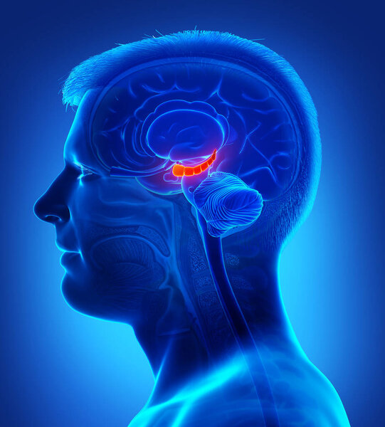 3D рендеринг медицинской иллюстрации мужского мозга HYPPOCAMPUS анатомии - поперечное сечение
