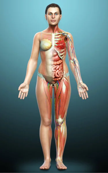 Darstellung Der Weiblichen Anatomie Medizinisch Korrekt — Stockfoto