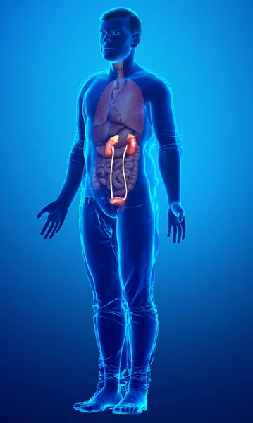 Gerenderte Medizinisch Korrekte Darstellung Der Nieren — Stockfoto