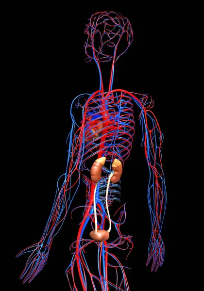 Renderizado Ilustración Médicamente Precisa Los Riñones Sistema Circulatorio —  Fotos de Stock