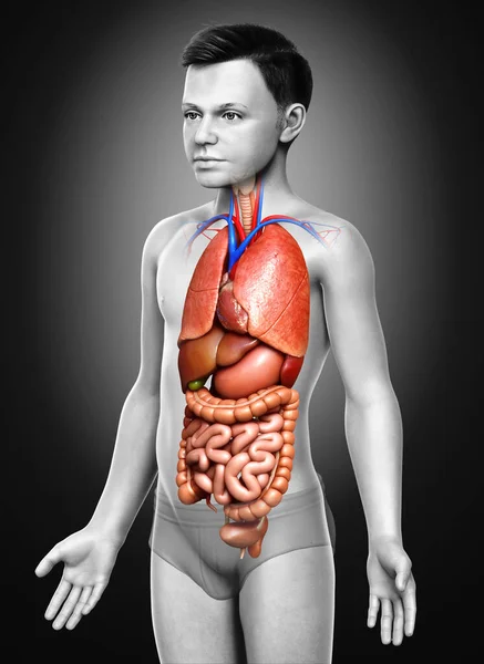 Оказана Медицинская Точная Иллюстрация Мальчика Внутренние Органы — стоковое фото