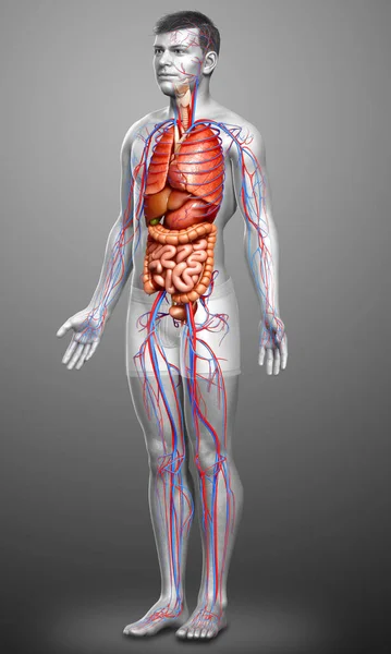 3D对男性循环系统和内部器官进行了医学上准确的描述 — 图库照片