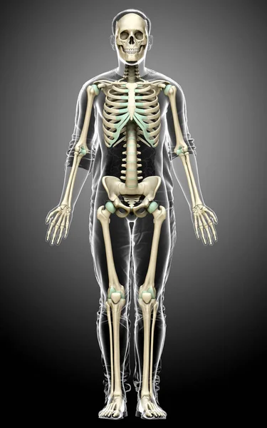 Rendered Medically Accurate Illustration Male Skeleton System — Stock Photo, Image