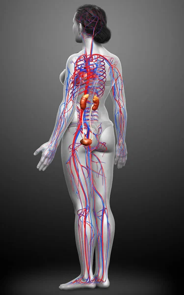Gerenderte Medizinisch Korrekte Darstellung Der Weiblichen Nieren Und Des Kreislaufsystems — Stockfoto