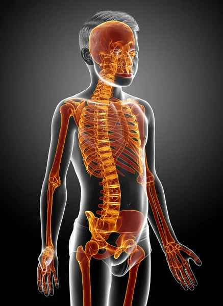 Rendered Medically Accurate Illustration Young Boy Skeleton System — Stock Photo, Image