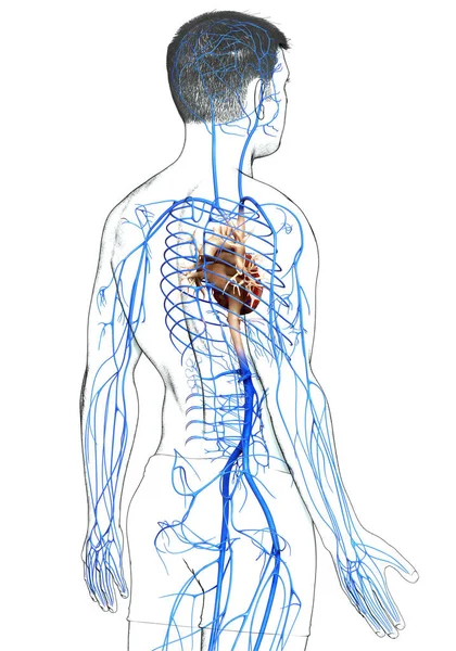 Візуалізована Медично Точна Ілюстрація Анатомії Чоловічої Вени — стокове фото