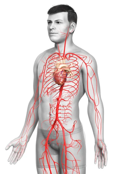 Καθιστούν Ιατρικά Ακριβή Απεικόνιση Των Αρσενικών Αρτηριών — Φωτογραφία Αρχείου