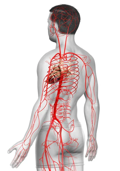 Gerenderte Medizinisch Korrekte Darstellung Männlicher Arterien — Stockfoto