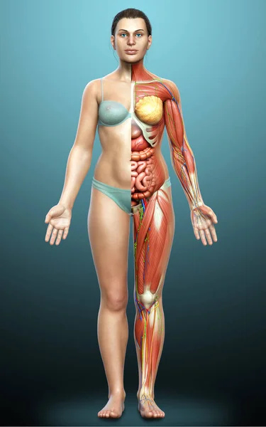 Оказали Медицинскую Точность Женской Анатомии — стоковое фото