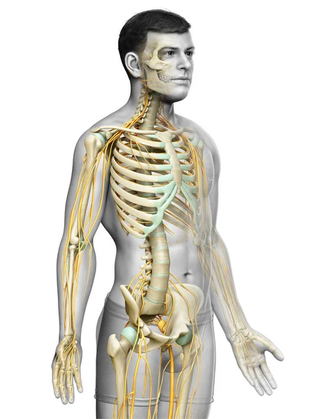 3Dは神経系と骨格系の医学的に正確なイラストをレンダリングしました — ストック写真