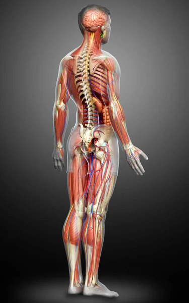 Rendered Medically Accurate Male Anatomy — Stock Photo, Image