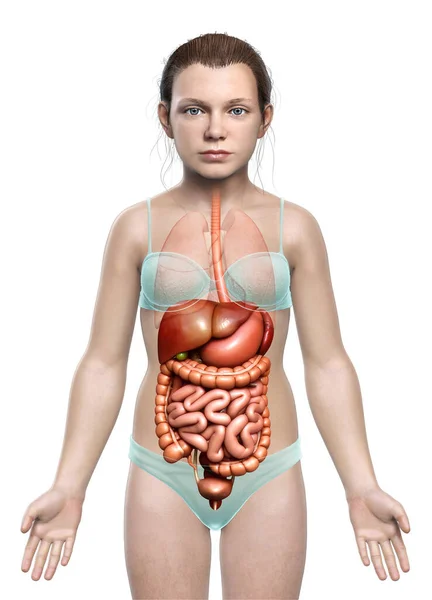 Renderizado Ilustración Médicamente Precisa Niña Del Sistema Digestivo — Foto de Stock
