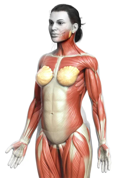 3Dは女性の筋肉システムの医学的に正確なイラストをレンダリングしました — ストック写真