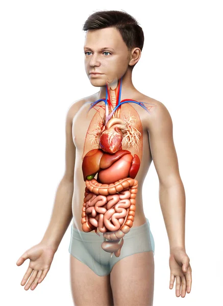 3D对男孩消化系统和心脏进行了准确的医学描述 — 图库照片
