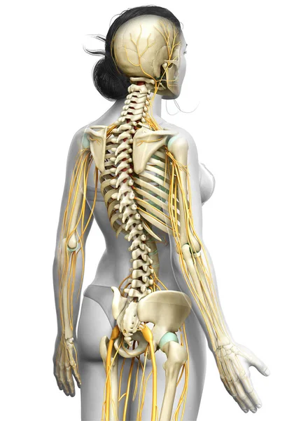 Оказана Медицинская Точная Иллюстрация Женской Нервной Системы Скелетной Системы — стоковое фото
