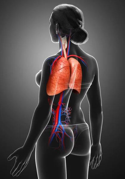 Renderizado Ilustração Medicamente Precisa Uma Anatomia Pulmonar Feminina — Fotografia de Stock