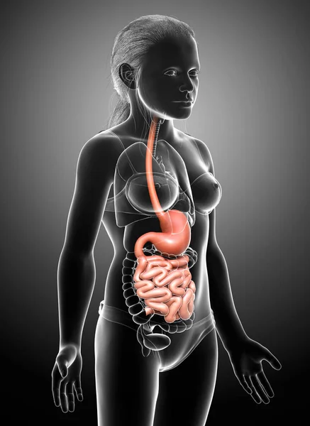 Rendered Medically Accurate Illustration Young Girl Stomach Small Intestine — Stock Photo, Image