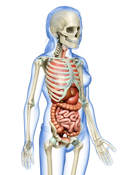 Renderowane Medycznie Dokładna Ilustracja Dziewczyny Organy Wewnętrzne Szkielet Systemu — Zdjęcie stockowe